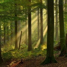 Shinrin-Yoku / Foto: © Landesforsten RLP, LamourHansen Shinrin-Yoku