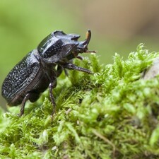 Kuckuck, Käfer, Kräuter - / Foto: © Landesforsten RLP, Jonathan Fieber Kuckuck, Käfer, Kräuter -